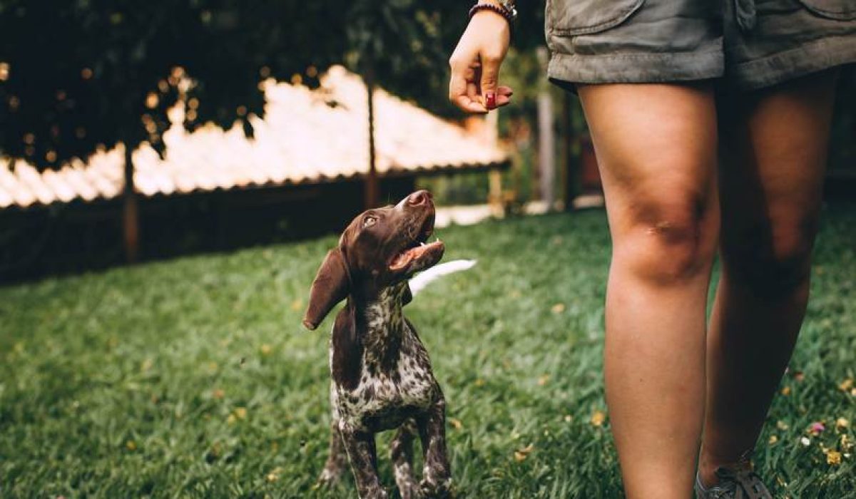 camminare-con-il-cane